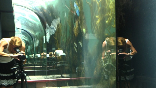 Aquarium.1...